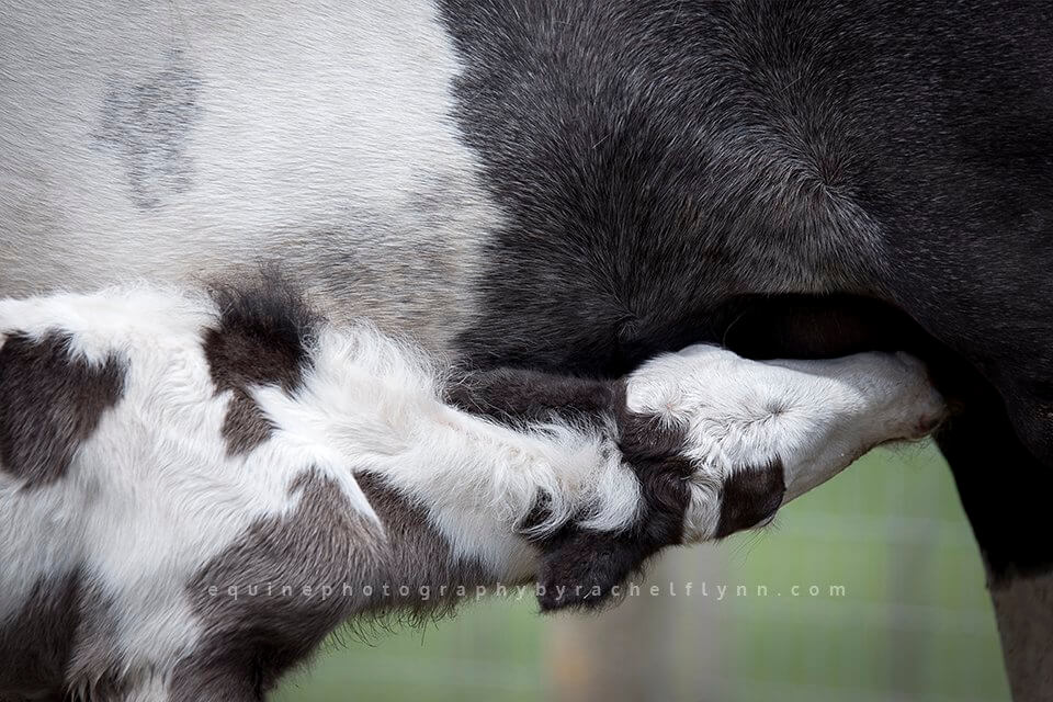 Horse Photography